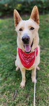 adoptable Dog in costa mesa, ca, CA named Latte * Courtesy Post*
