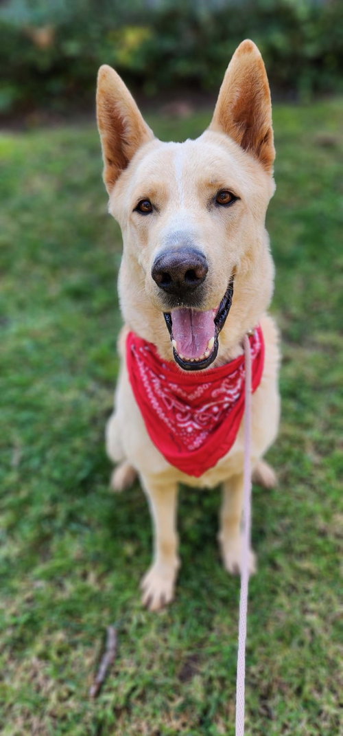 BIG BOY - Shepherd / German Shepherd Dog available for adoption