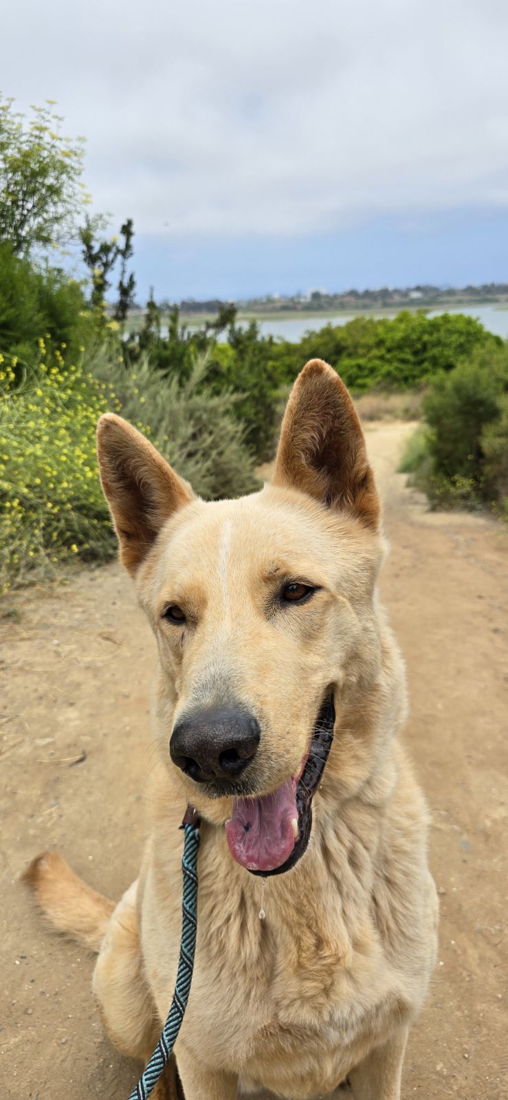 adoptable Dog in Costa Mesa, CA named Big Boy *Courtesy Post*
