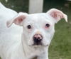 adoptable Dog in  named Jacks *Courtesy Post *