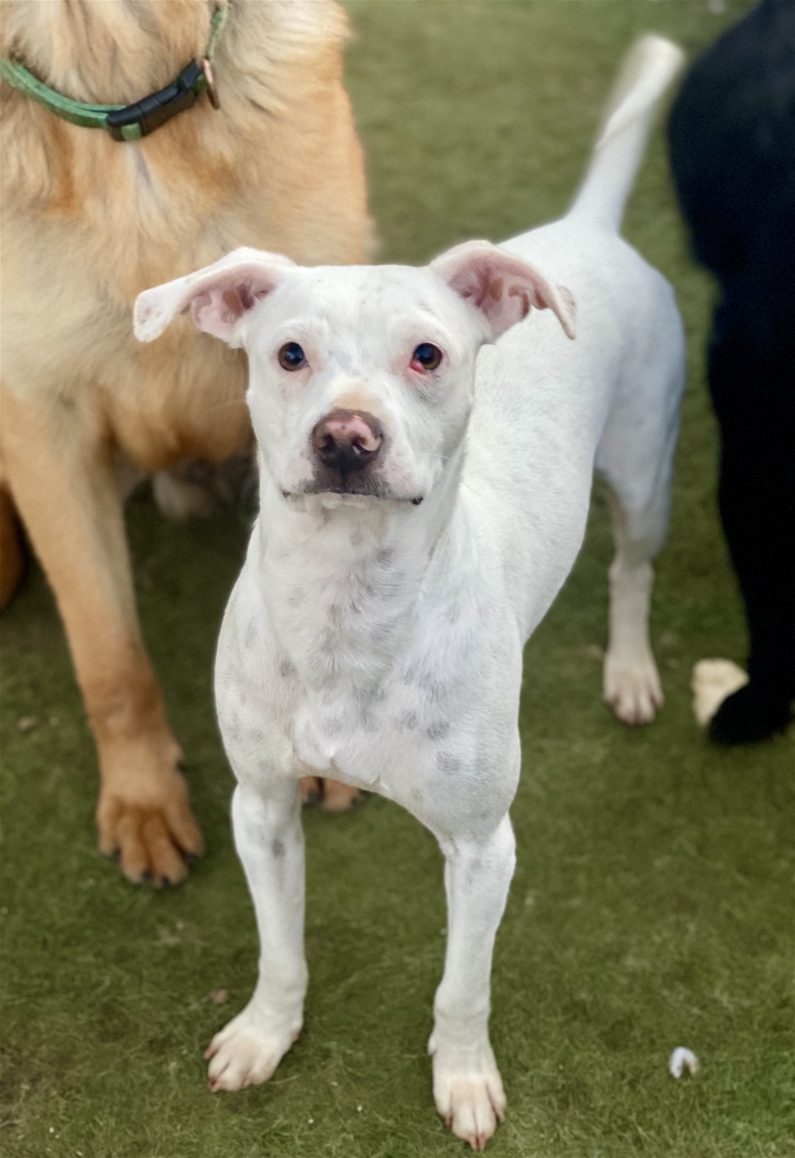 adoptable Dog in Newport Beach, CA named Jacks *Courtesy Post *
