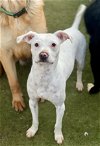 adoptable Dog in newport, OR named Jacks *Courtesy Post *
