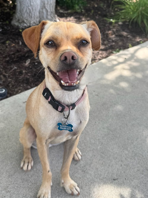 PIPPA - Chihuahua / Terrier available for adoption