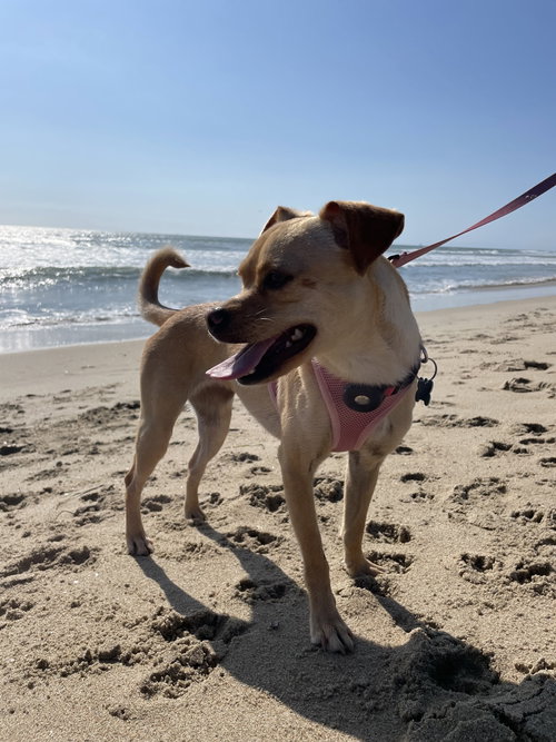 PIPPA - Chihuahua / Terrier available for adoption