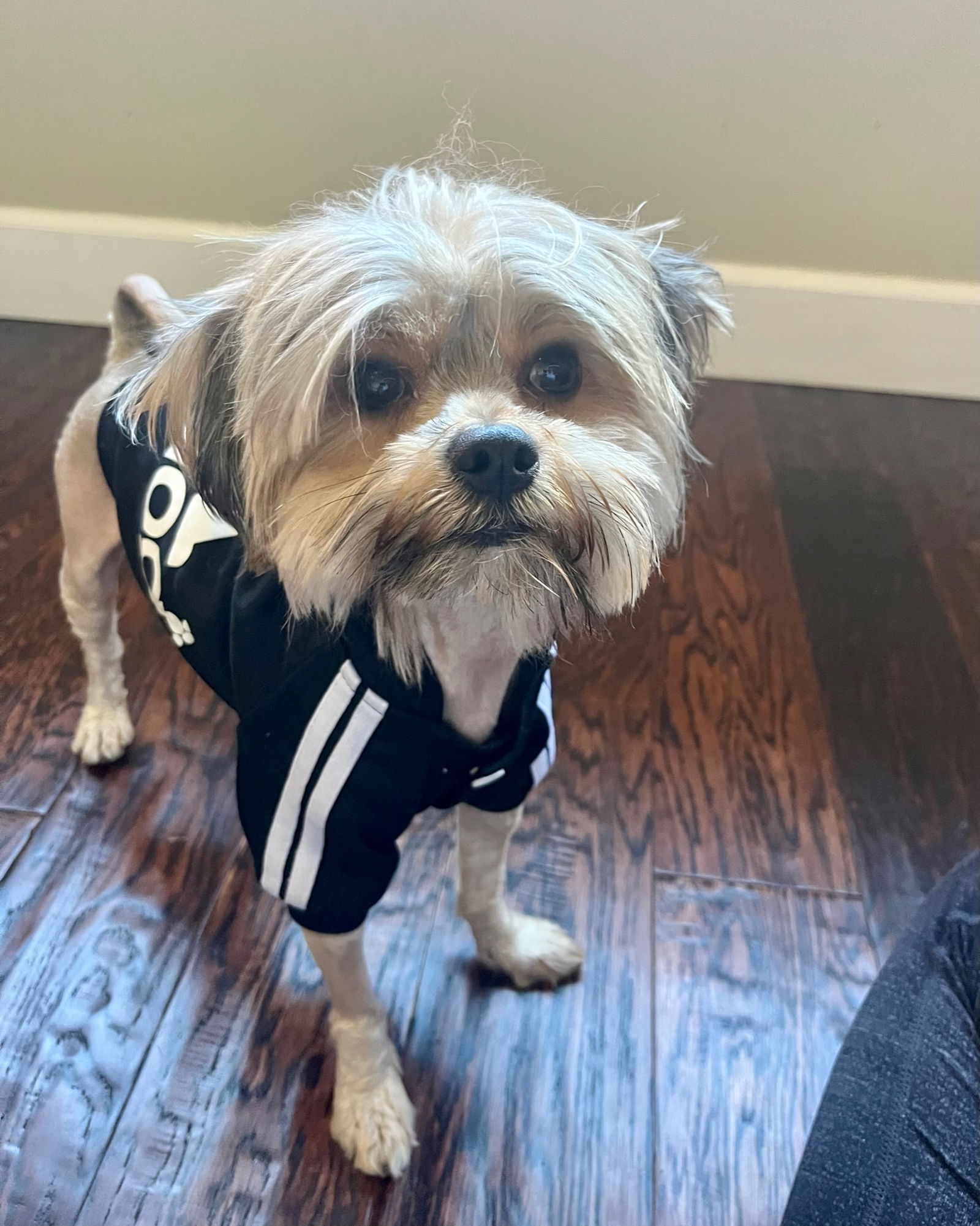 Dallas Cowboys Dog Jersey -   Australia