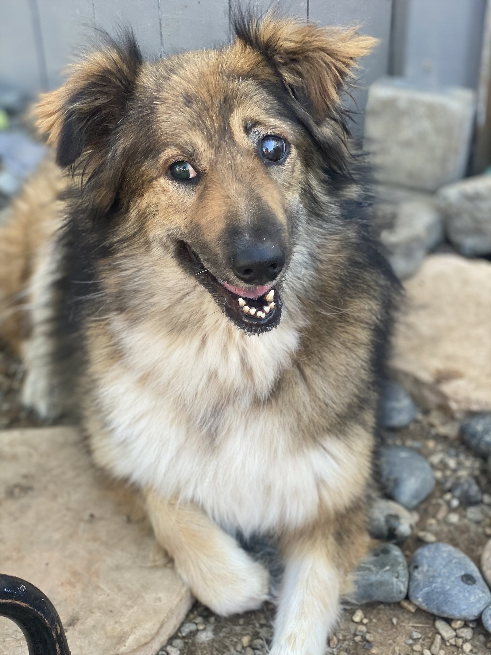 adoptable Dog in Newport Beach, CA named Iza (Blind)