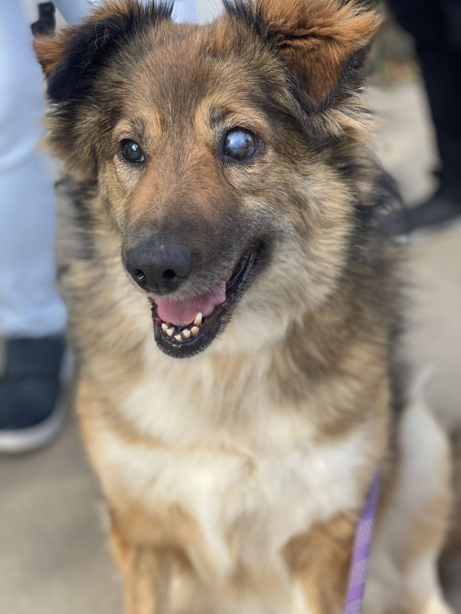 adoptable Dog in Newport Beach, CA named Iza (Blind)