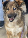 adoptable Dog in Newport Beach, CA named Iza (Blind)