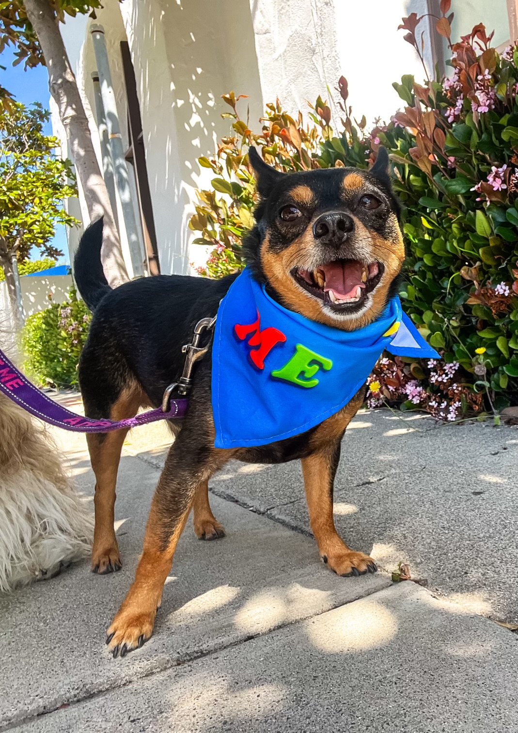 adoptable Dog in Newport Beach, CA named Jimmy