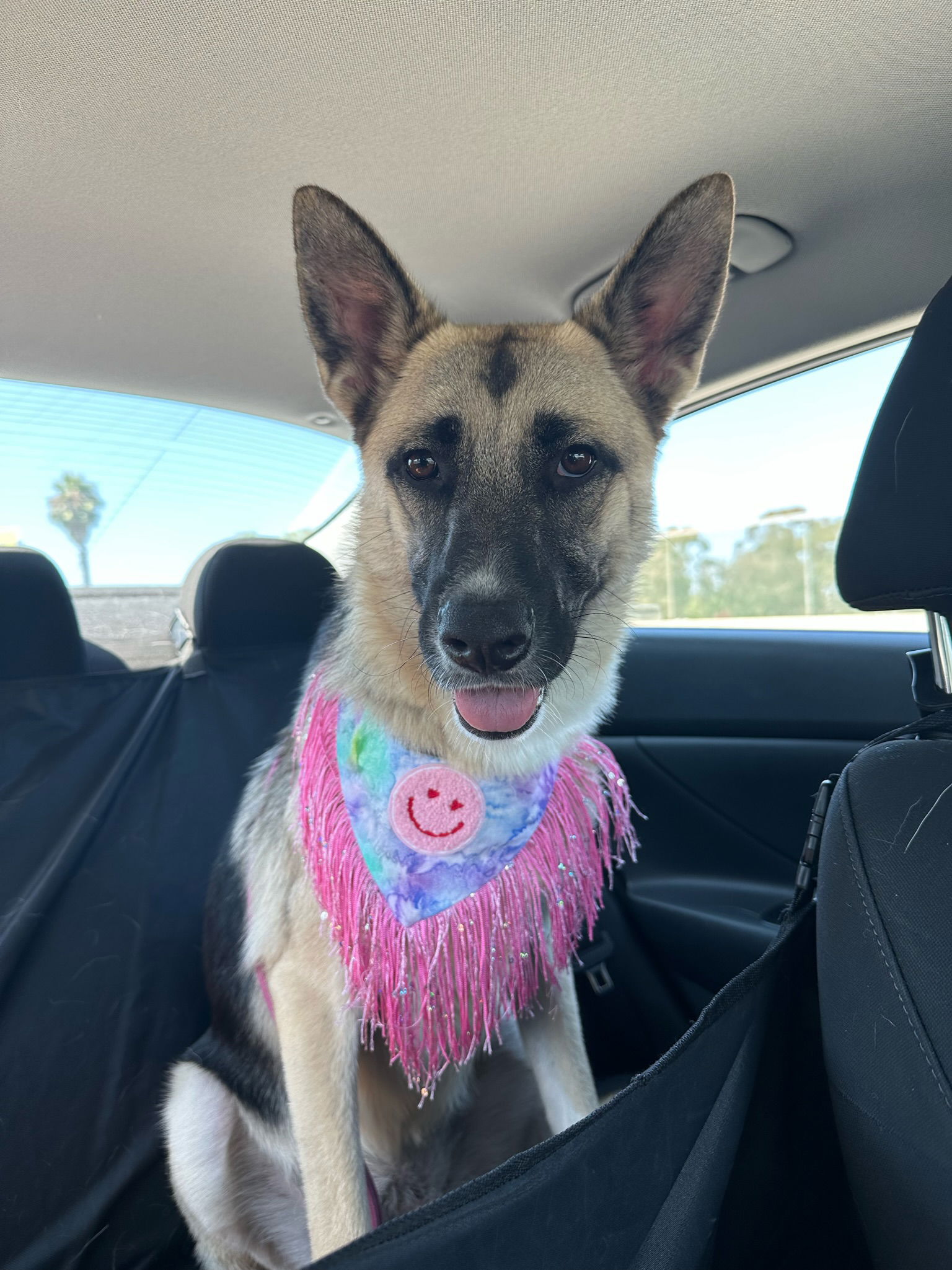 adoptable Dog in Newport Beach, CA named Luna *courtesy post