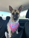 adoptable Dog in Newport Beach, CA named Luna *courtesy post