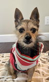 adoptable Dog in Costa Mesa, CA named Toto the Tripod