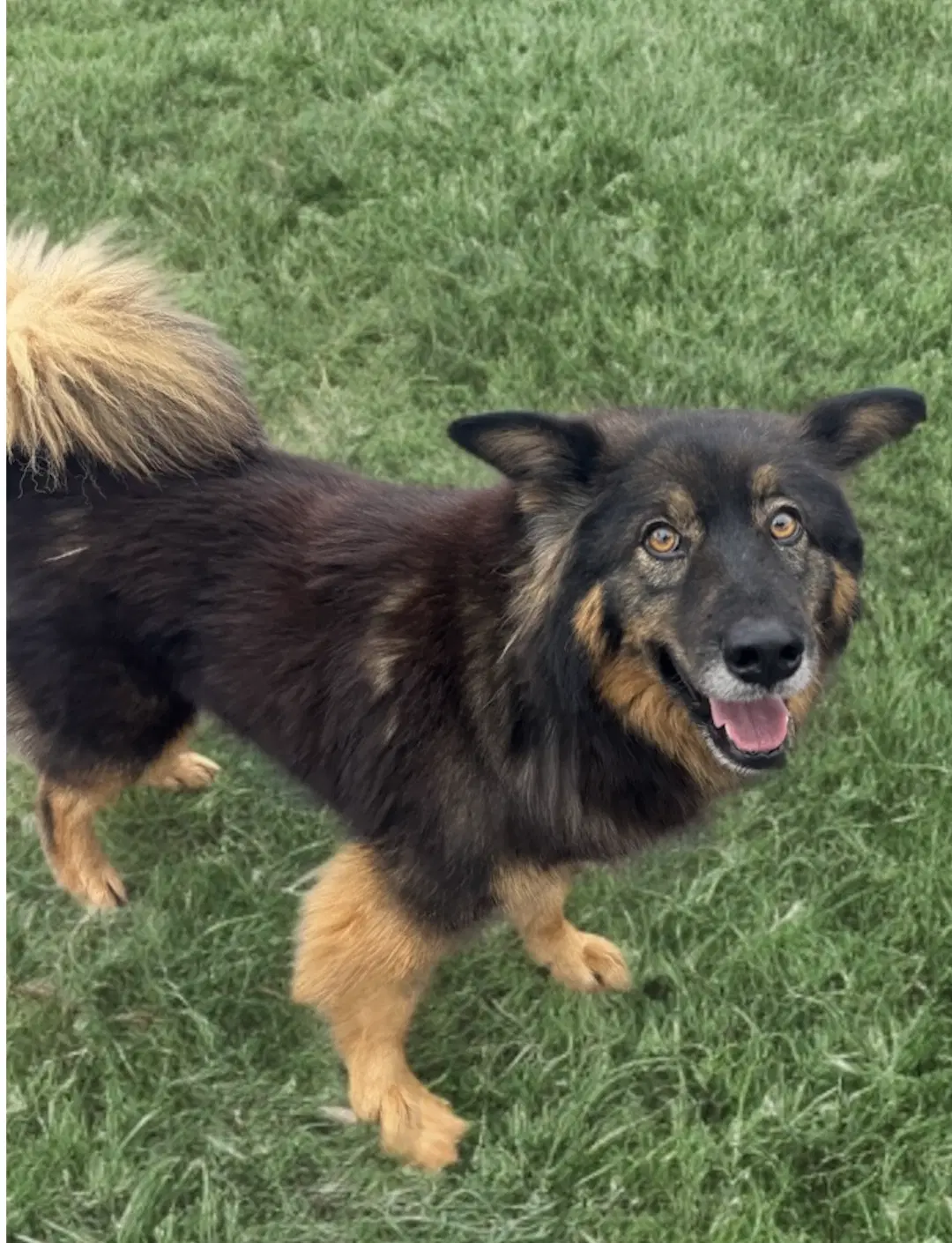 Martin - Shetland Sheepdog Sheltie