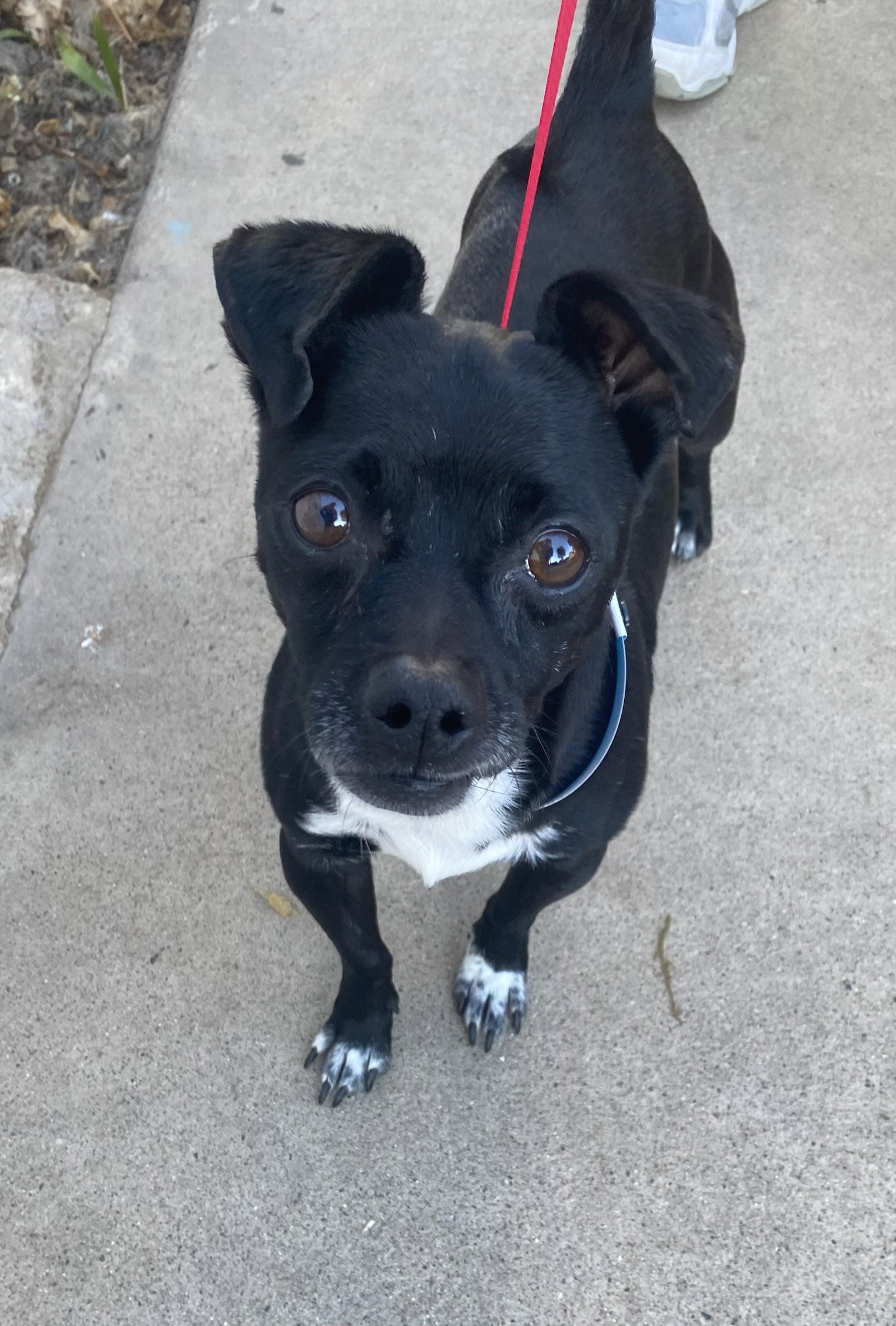 Dog adoption in Newport Beach, CA 92660 Chihuahua / Mixed (short coat) Dog "Sam"