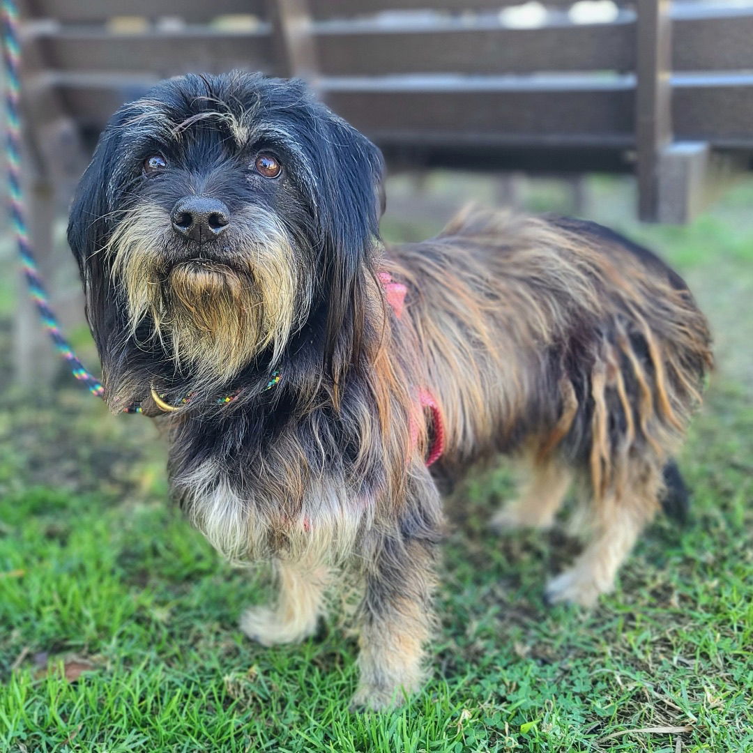 Dog adoption in Newport Beach, CA 92660: Havanese / Schnauzer / Mixed ...