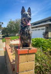 adoptable Dog in Costa Mesa, CA named Patsy