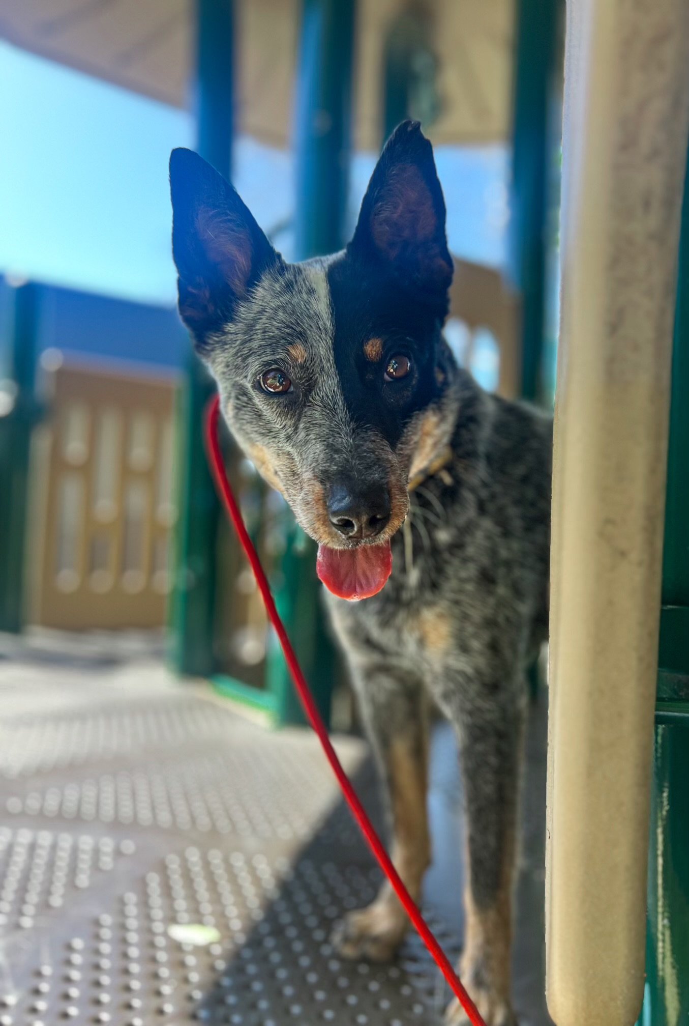 adoptable Dog in Costa Mesa, CA named Patsy
