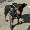 adoptable Dog in Newport Beach, CA named Petey