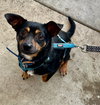 Petey - Photo 3