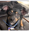 Petey - Photo 1