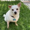 adoptable Dog in  named Snowy