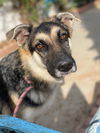 adoptable Dog in  named Kaia