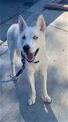 adoptable Dog in newport, OR named Winter * Courtesy Post*