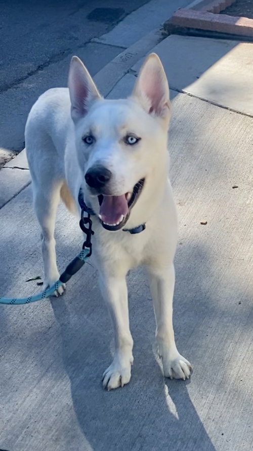 WINTER * COURTESY POST* - Husky available for adoption