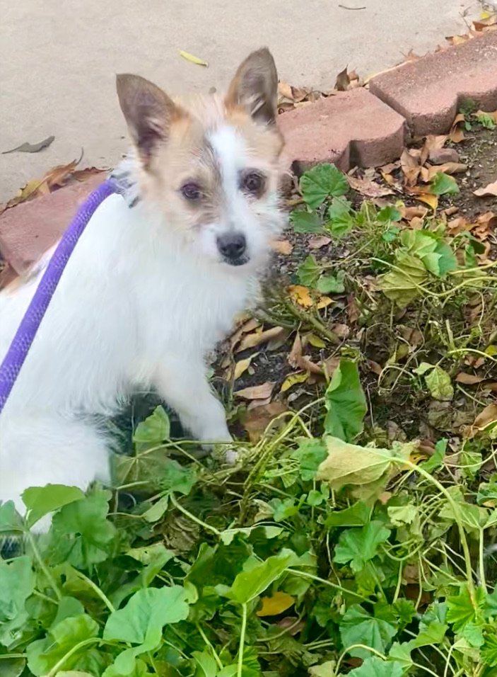 adoptable Dog in Newport Beach, CA named Gabbi