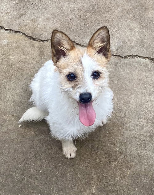 GABBI- STOLEN - Terrier / Parson Russell Terrier available for adoption