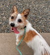 adoptable Dog in Newport Beach, CA named Gabbi- STOLEN