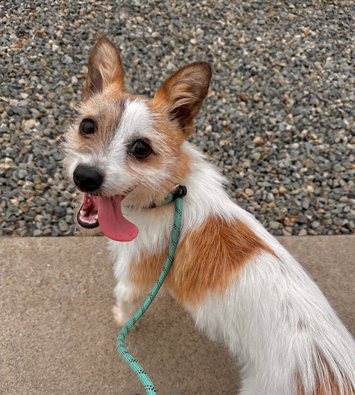 GABBI- STOLEN - Terrier / Parson Russell Terrier available for adoption