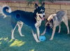 Honey “Courtesy Post* - Photo 2