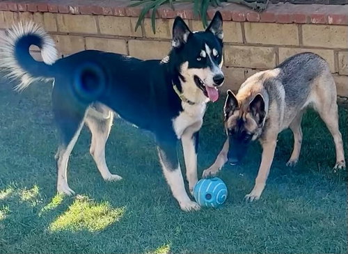 HONEY “COURTESY POST* - Belgian Shepherd Malinois available for adoption