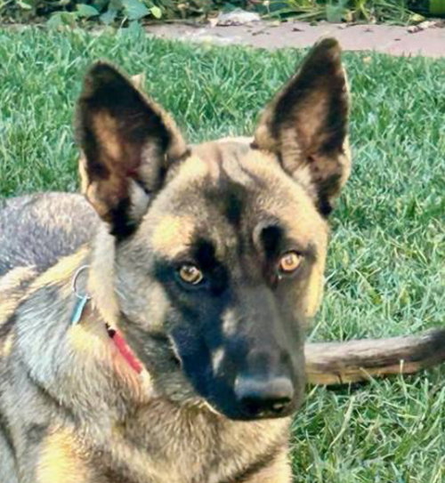 HONEY “COURTESY POST* - Belgian Shepherd Malinois available for adoption