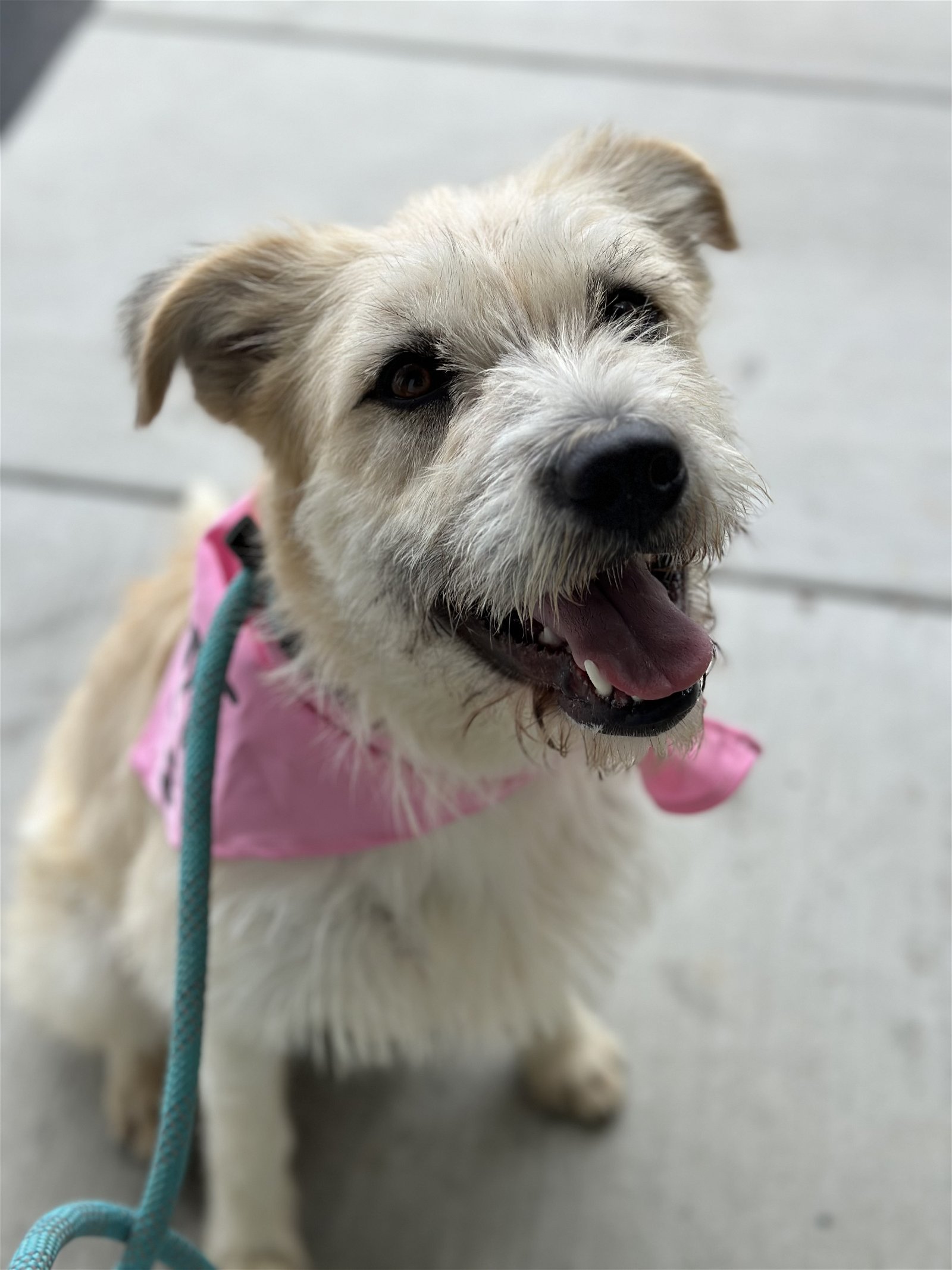 adoptable Dog in Newport Beach, CA named Cindy