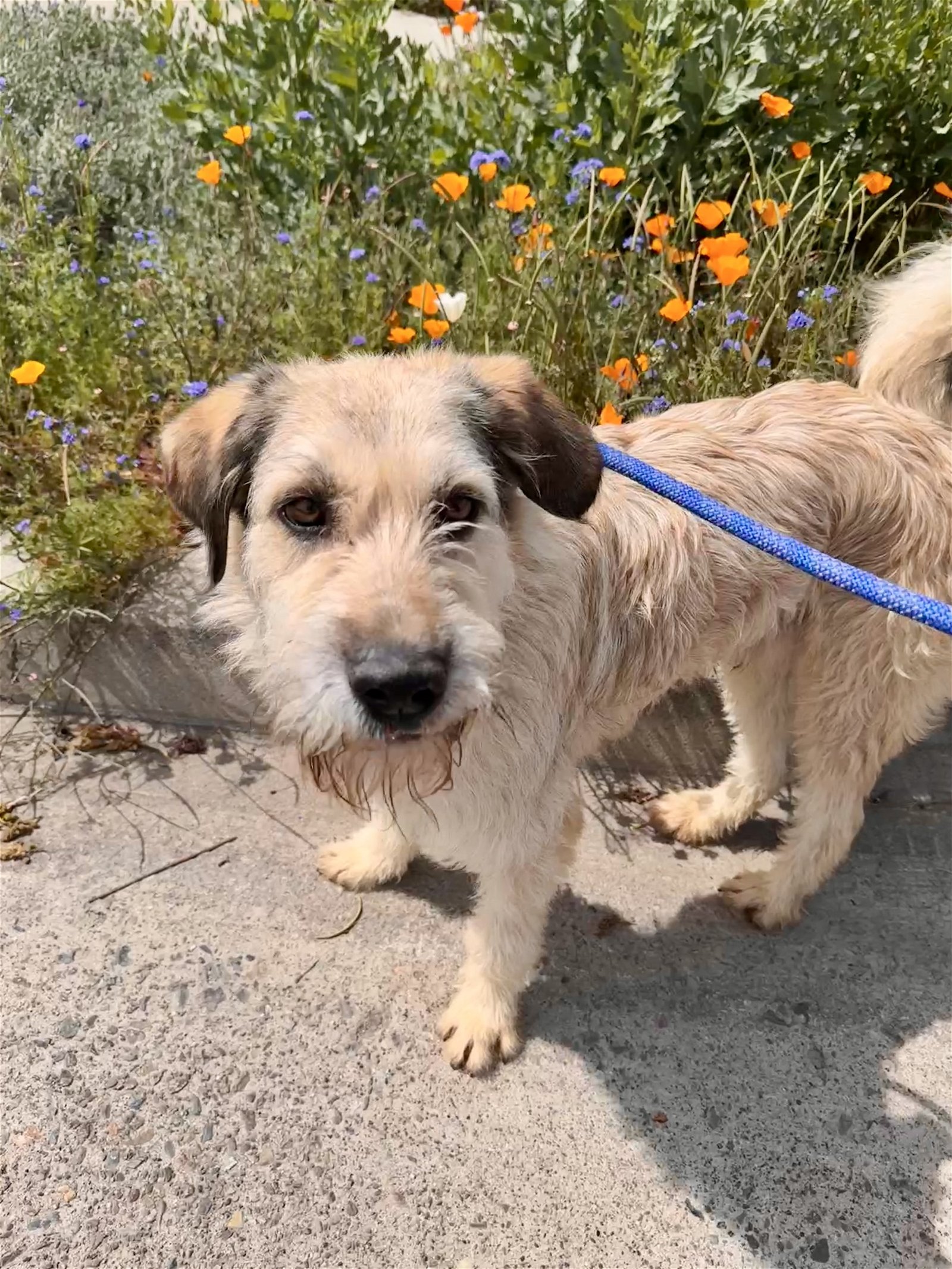 adoptable Dog in Newport Beach, CA named Jerry