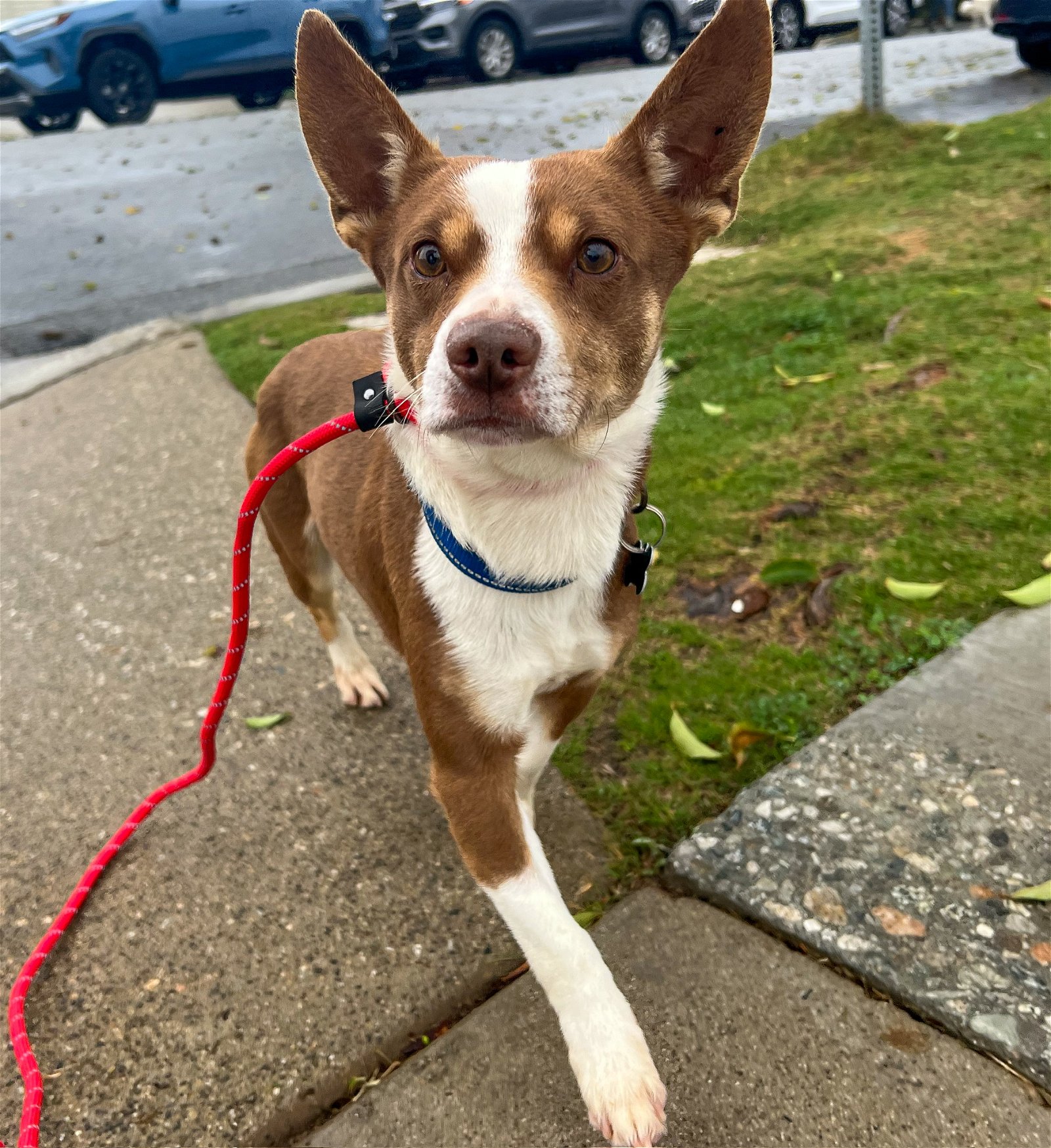 adoptable Dog in Newport Beach, CA named Yogi