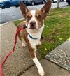 adoptable Dog in newport, OR named Yogi