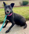 adoptable Dog in Newport Beach, CA named Gilda