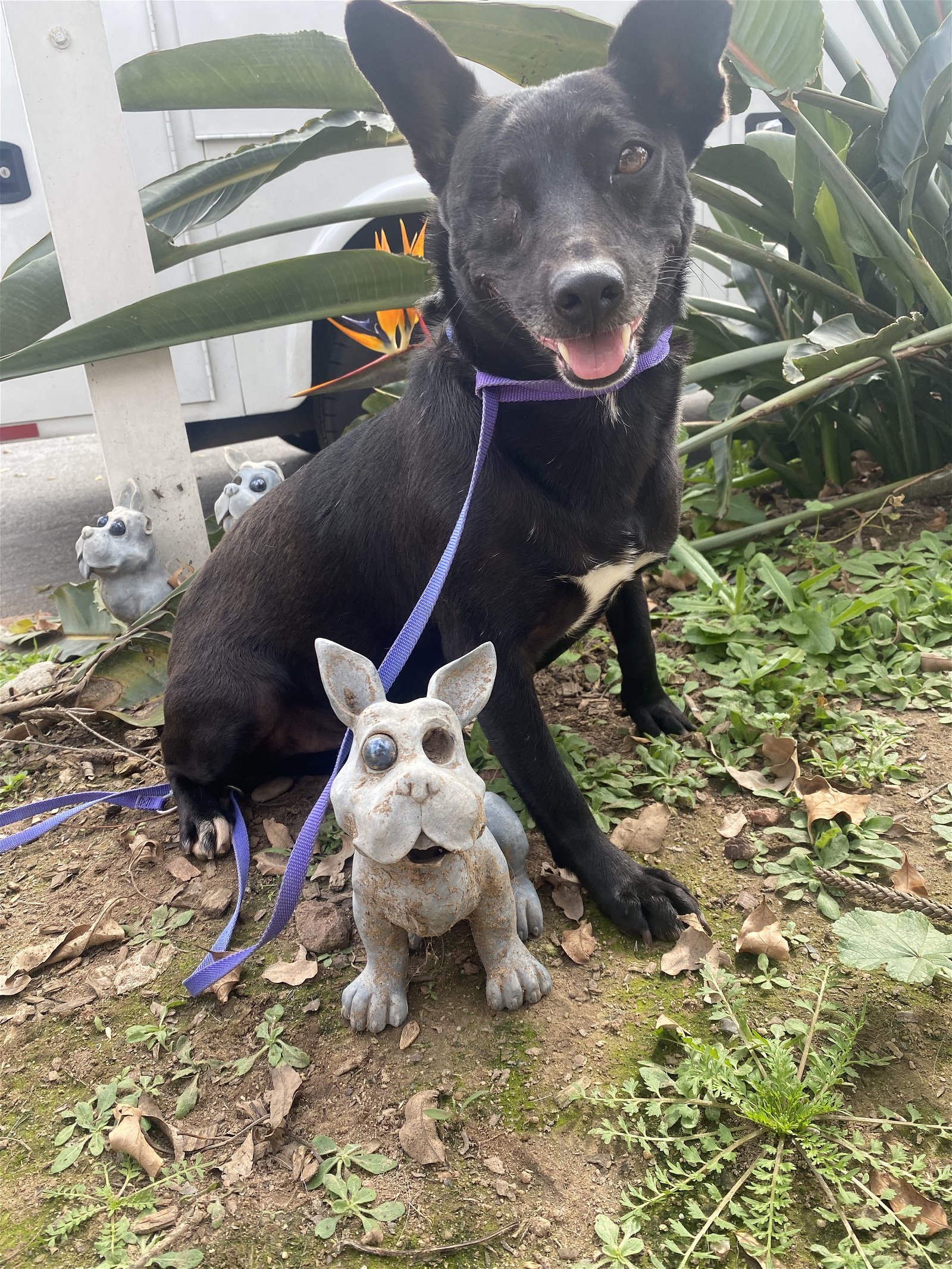 adoptable Dog in Newport Beach, CA named Gilda