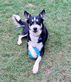 adoptable Dog in newport beach, CA named Blue **courtesy post