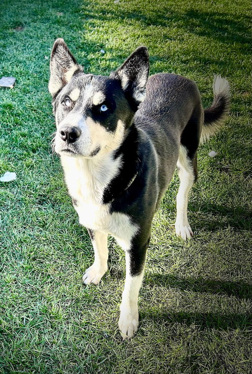 BLUE **COURTESY POST - Siberian Husky / Husky available for adoption