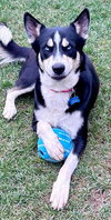 Blue **courtesy post - Photo 1
