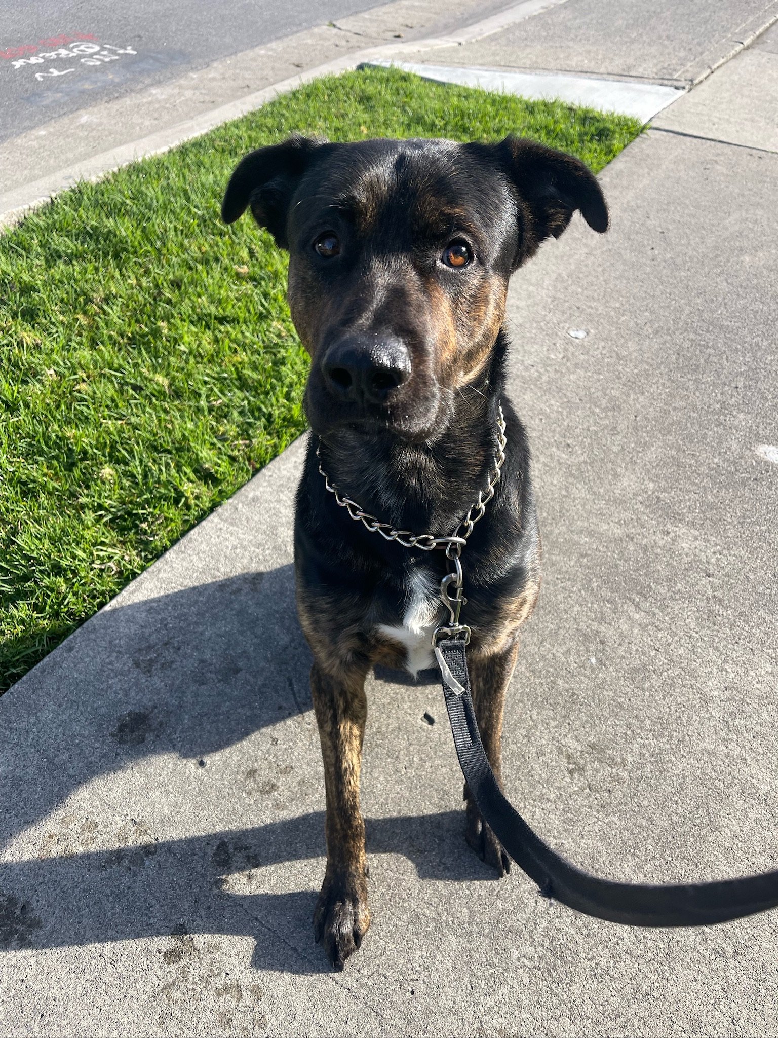 adoptable Dog in Costa Mesa, CA named Titan * Courtesy Post *