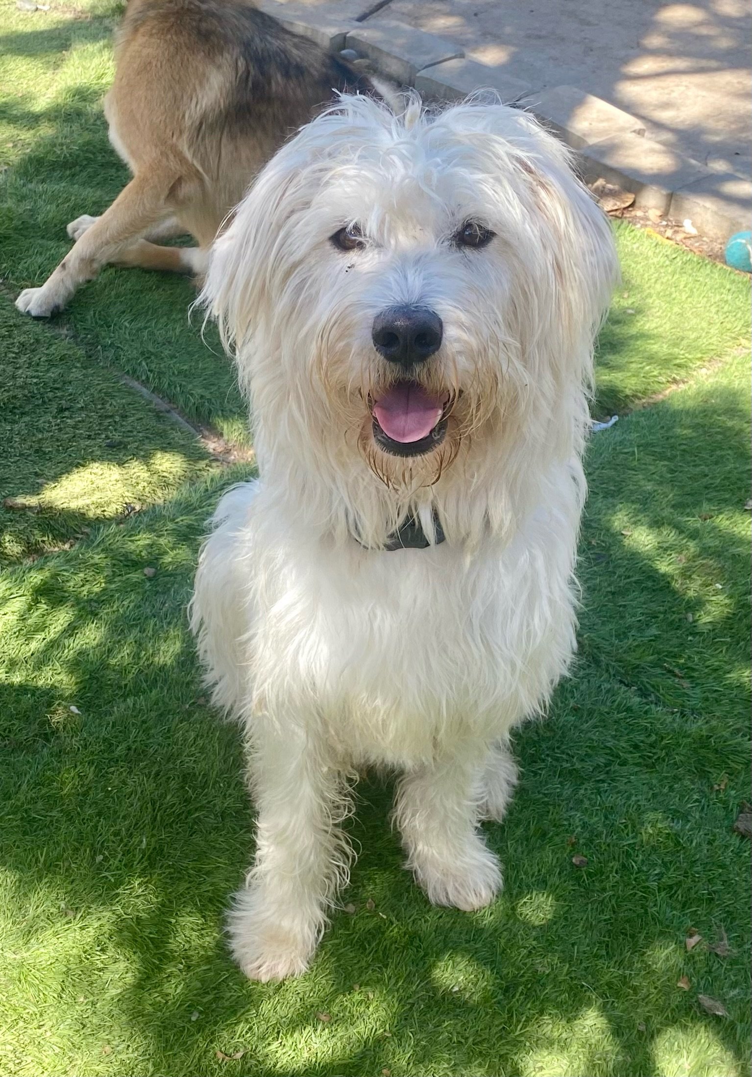 adoptable Dog in Newport Beach, CA named Archie