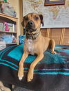 adoptable Dog in Costa Mesa, CA named Rummy
