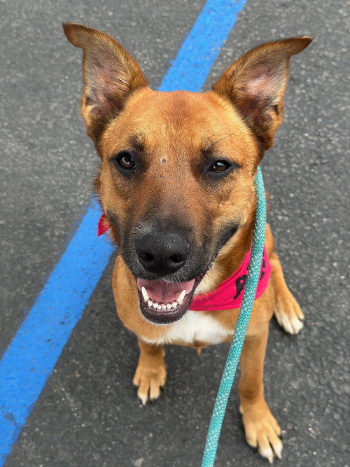 LEILANI - Shepherd / German Shepherd Dog available for adoption