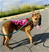 adoptable Dog in newport, OR named Leilani