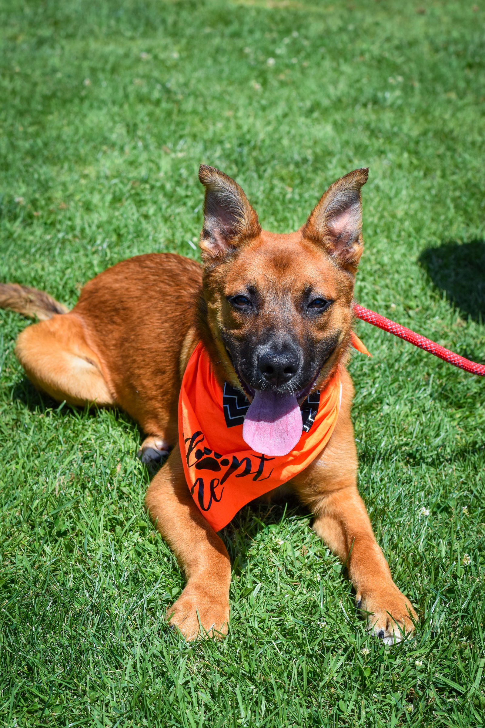 adoptable Dog in Newport Beach, CA named Leilani